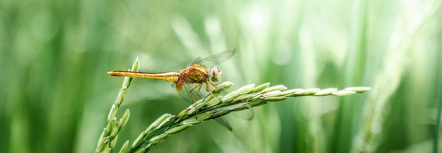 dragonfly-2551460_960_720